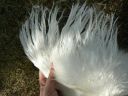 silkie_pullet4.jpg