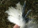 silkie_pullet_extra.jpg