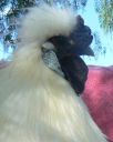 silkiecockeral4.jpg