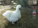 silkiepullet.jpg