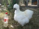 silkiepullet2.jpg
