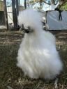 silkiepullet3.jpg