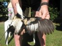 silver_duckwing_modern_ckl_wing.jpg