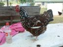 speckedsussexpullet.jpg