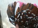 speckled_sussexpullet5.jpg