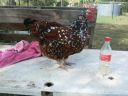 speckledsussexpullet2.jpg