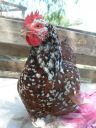 speckledsussexpullet4.jpg
