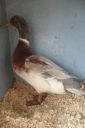 the_spotted_egg___bantam_saxony___young_drake___1.jpg