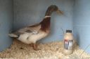 the_spotted_egg___bantam_saxony___young_drake___2.jpg