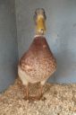 the_spotted_egg___bantam_saxony___young_drake___4.jpg