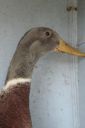 the_spotted_egg___bantam_saxony___young_drake___5.jpg