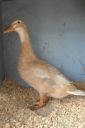 the_spotted_egg___bantam_saxony___young_duck___2.jpg