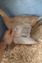 the_spotted_egg___bantam_saxony___young_duck___3.jpg
