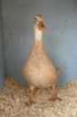 the_spotted_egg___bantam_saxony___young_duck___4.jpg