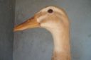 the_spotted_egg___bantam_saxony___young_duck___5.jpg