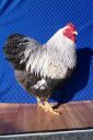 the_spotted_egg___bantam_wyandotte___cock___silver_crele___2.jpg