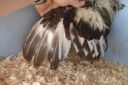 the_spotted_egg___bantam_wyandotte___cock___silver_crele___3.jpg