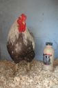 the_spotted_egg___bantam_wyandotte___cock___silver_crele___4.jpg