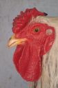 the_spotted_egg___bantam_wyandotte___cock___silver_crele___5.jpg