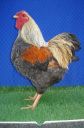the_spotted_egg___bantam_wyandotte___cockerel___golden_crele___1.jpg