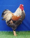 the_spotted_egg___bantam_wyandotte___cockerel___golden_crele___2.jpg
