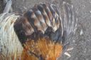 the_spotted_egg___bantam_wyandotte___cockerel___golden_crele___3.jpg