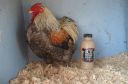the_spotted_egg___bantam_wyandotte___cockerel___golden_crele___4.jpg