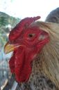 the_spotted_egg___bantam_wyandotte___cockerel___golden_crele___5.jpg