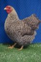 the_spotted_egg___bantam_wyandotte___hen___golden_crele___1.jpg