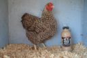 the_spotted_egg___bantam_wyandotte___hen___golden_crele___2.jpg