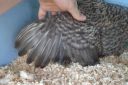the_spotted_egg___bantam_wyandotte___hen___golden_crele___3.jpg