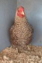 the_spotted_egg___bantam_wyandotte___hen___golden_crele___4.jpg