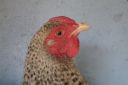 the_spotted_egg___bantam_wyandotte___hen___golden_crele___5.jpg