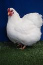 the_spotted_egg___bantam_wyandotte___hen___white___1.jpg