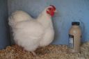 the_spotted_egg___bantam_wyandotte___hen___white___2.jpg
