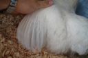 the_spotted_egg___bantam_wyandotte___hen___white___3.jpg