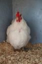 the_spotted_egg___bantam_wyandotte___hen___white___4.jpg