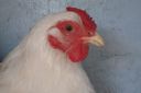 the_spotted_egg___bantam_wyandotte___hen___white___5.jpg