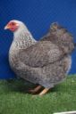 the_spotted_egg___bantam_wyandotte___pullet___silver_crele___1.jpg