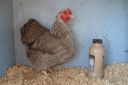 the_spotted_egg___bantam_wyandotte___pullet___silver_crele___2.jpg