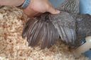 the_spotted_egg___bantam_wyandotte___pullet___silver_crele___3.jpg