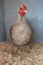 the_spotted_egg___bantam_wyandotte___pullet___silver_crele___4.jpg