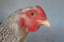 the_spotted_egg___bantam_wyandotte___pullet___silver_crele___5.jpg
