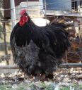 the_spotted_egg___large_orpington___cockerel___blue___1.jpg