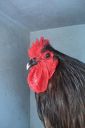the_spotted_egg___large_orpington___cockerel___blue___5.jpg