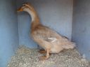 the_spotted_egg___large_saxony___old_duck___1.jpg