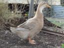 the_spotted_egg___large_saxony___old_duck___2.jpg