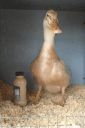 the_spotted_egg___large_saxony___old_duck___4.jpg