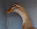 the_spotted_egg___large_saxony___old_duck___5.jpg