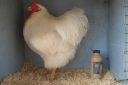 the_spotted_egg___large_wyandotte___cock___white___1.jpg